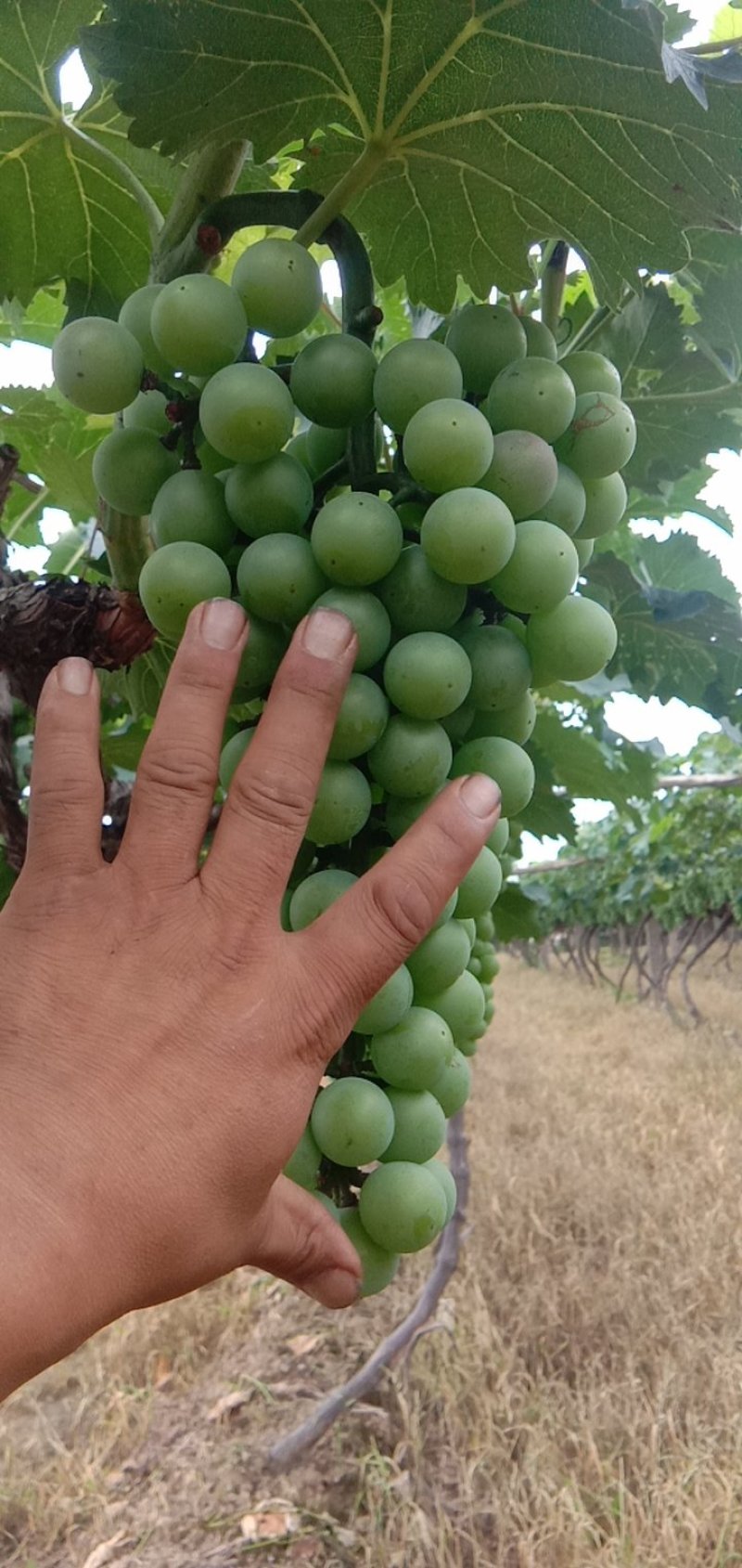 千亩户太八号葡萄等待你的采购。
