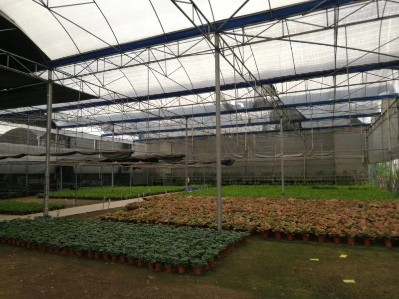 老人葵苗庭院盆栽绿化苗木四季常青行道树棕榈科植物