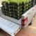 老人葵苗庭院盆栽绿化苗木四季常青行道树棕榈科植物