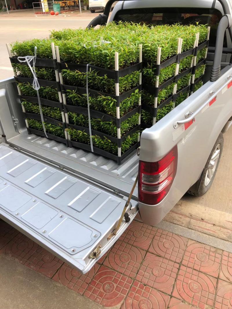 老人葵苗庭院盆栽绿化苗木四季常青行道树棕榈科植物