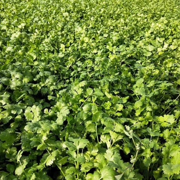 大叶陆地香菜大量上市20-25公分精品需要的联系我