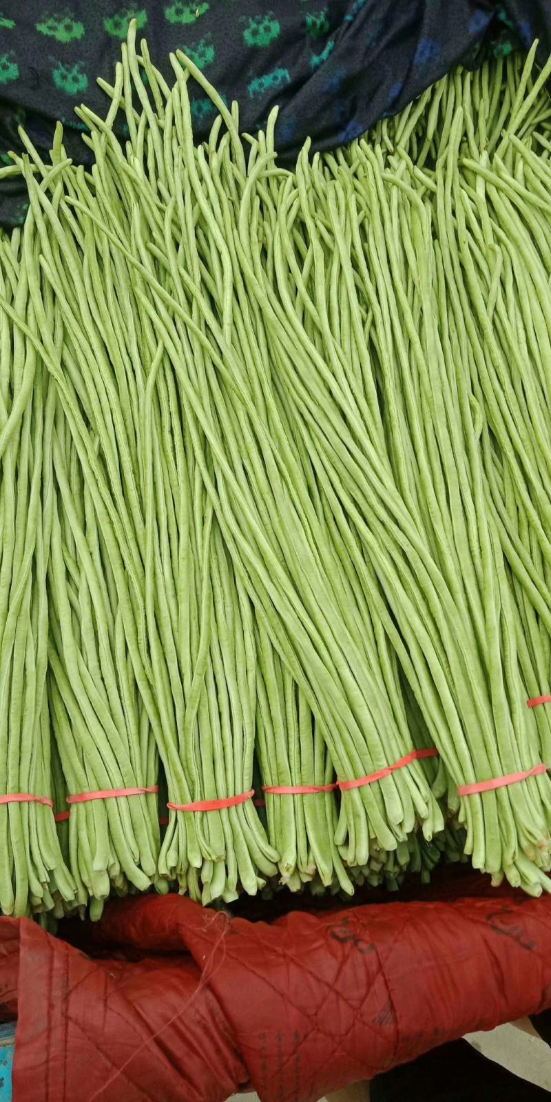 本地精品长豆角，质量有保证，产地真供，专业包装团队