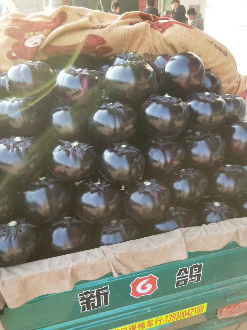本地精品，圆茄，质量有保证，产地真供，专业包装，