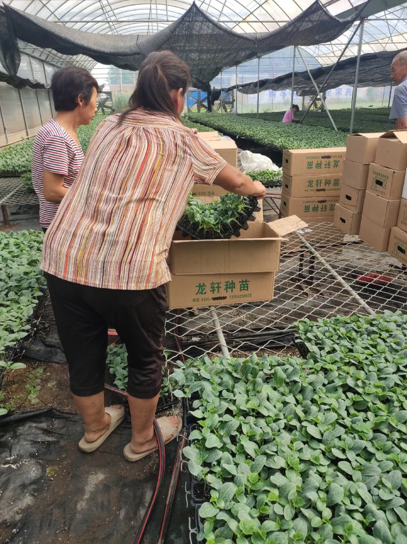 大量供应黄瓜苗子，品种有保证
