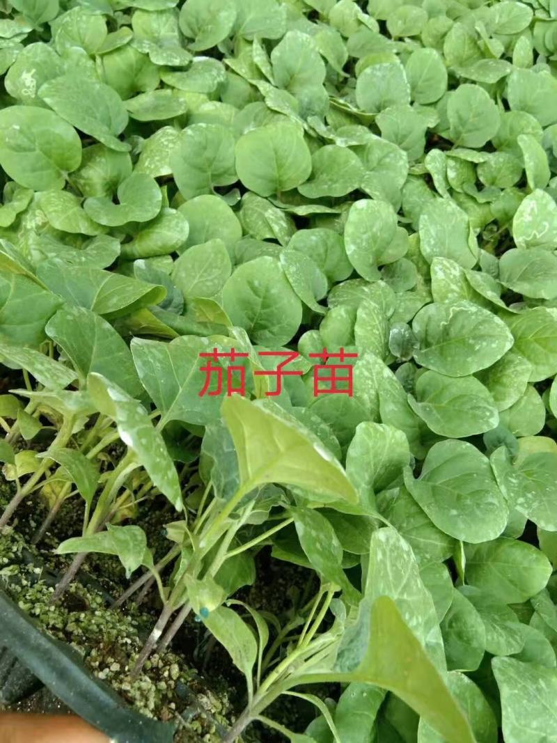 大量供应有机菜花苗，甘篮苗，西兰花苗