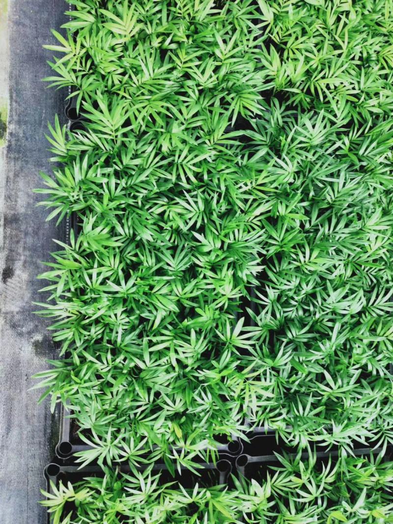 袖珍椰子苗盆栽花卉室内观叶植物四季常青绿植椰子树苗