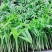 袖珍椰子苗盆栽花卉室内观叶植物四季常青绿植椰子树苗
