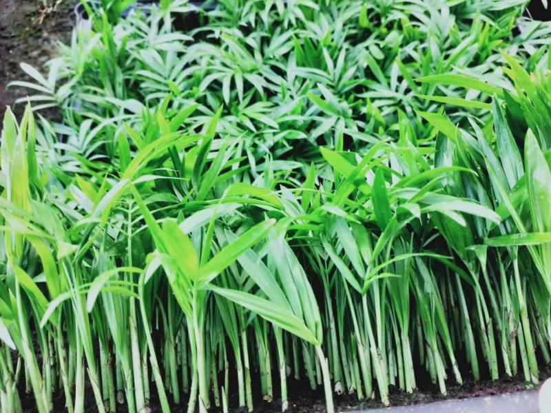 袖珍椰子苗盆栽花卉室内观叶植物四季常青绿植椰子树苗