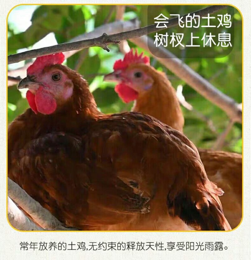土鸡蛋新鲜柴鸡蛋林下散养草鸡蛋