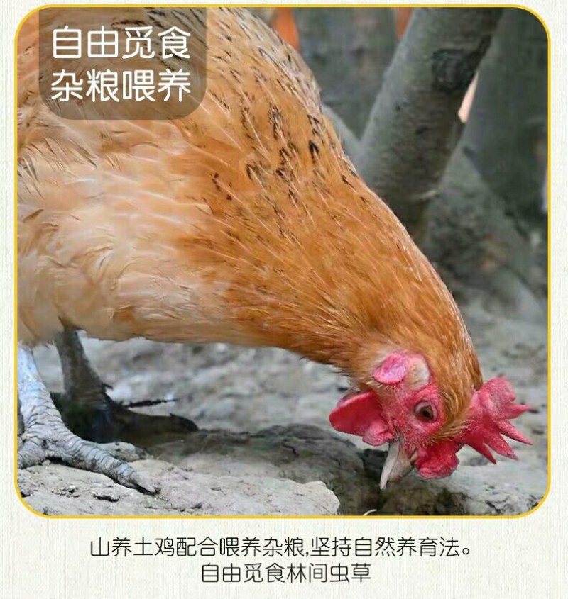 土鸡蛋新鲜柴鸡蛋林下散养草鸡蛋