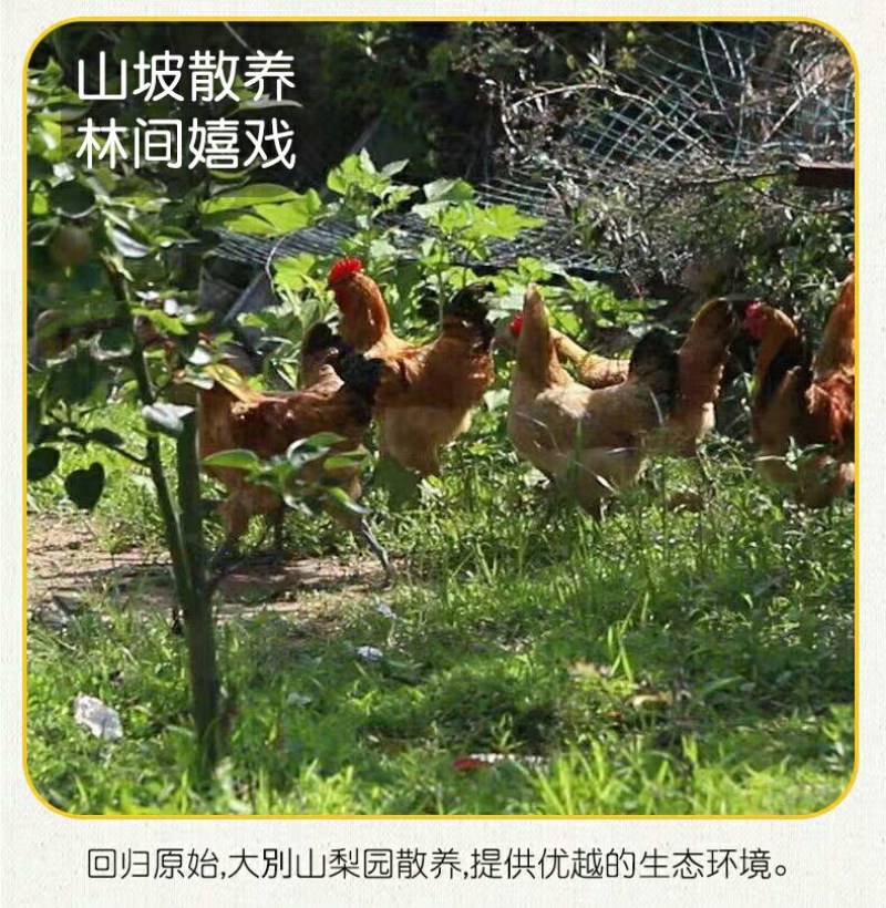 土鸡蛋新鲜柴鸡蛋林下散养草鸡蛋