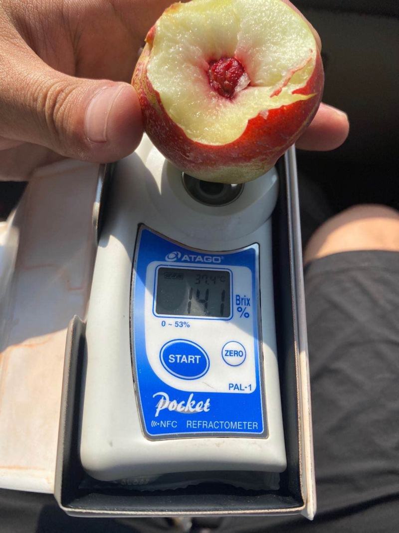 （优选）珍珠枣油桃，枣油桃大量上市！欢迎各大团队前来产地