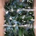 红粉佳人合果芋盆栽花卉室内观叶植物四季常青绿植