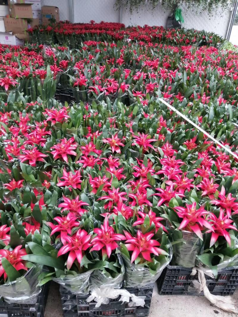 红粉佳人合果芋盆栽花卉室内观叶植物四季常青绿植