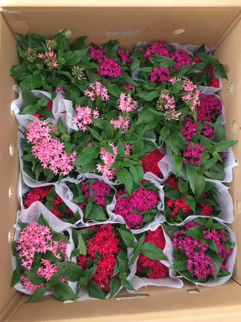 红粉佳人合果芋盆栽花卉室内观叶植物四季常青绿植