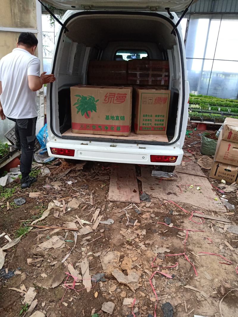 180#白盆绿萝绿萝小盆栽可一件代发