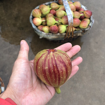 玻姬红无花果，马斯义，紫果。口感好，果子大