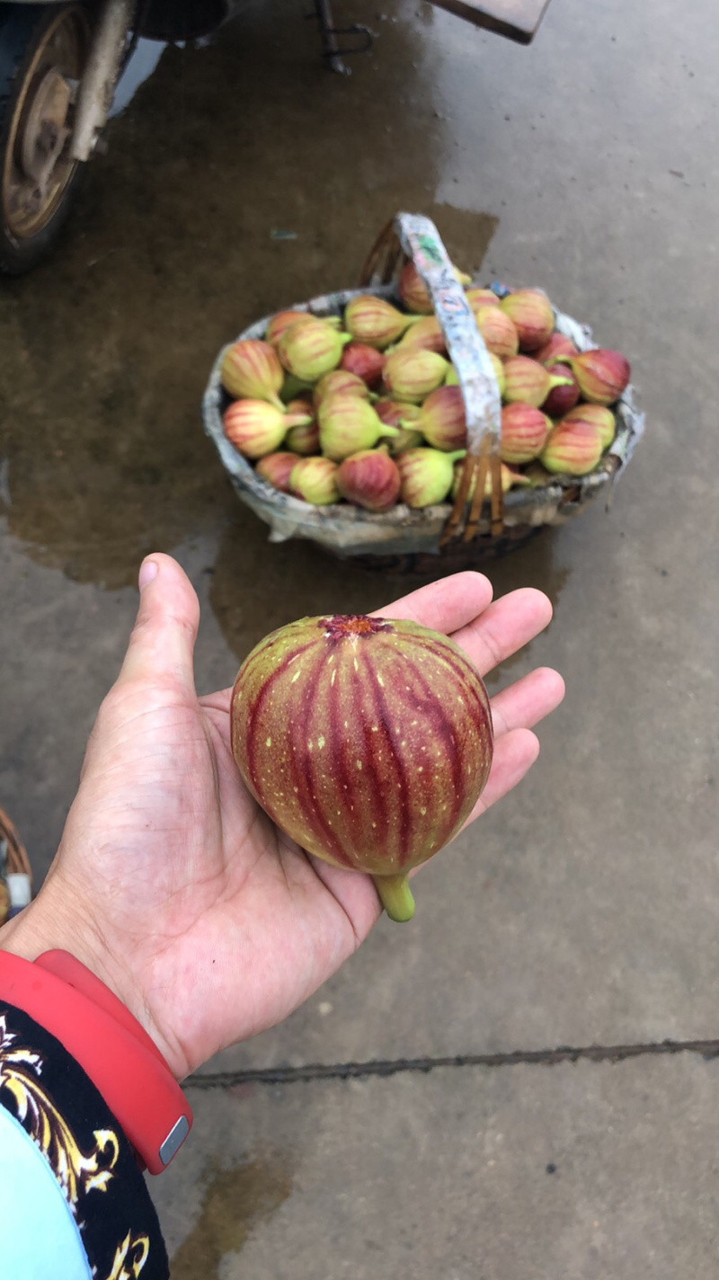 玻姬红无花果，马斯义，紫果。口感好，果子大