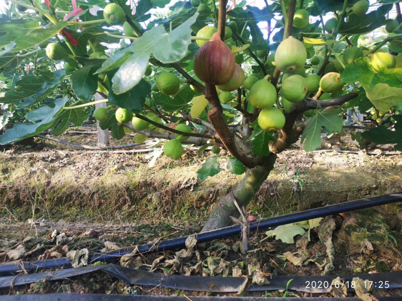 玻姬红无花果，马斯义，紫果。口感好，果子大