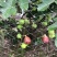 玻姬红无花果，马斯义，紫果。口感好，果子大
