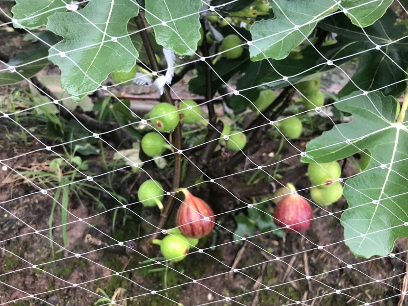 玻姬红无花果，马斯义，紫果。口感好，果子大