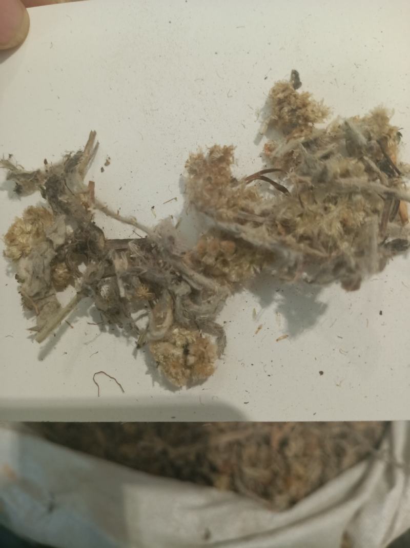 鼠曲草，正品野生鼠曲草佛耳草，质量保证！经营各种中药材！