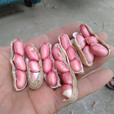 精选鲜花生，四粒红花生，老河口小白沙花生欢迎咨询