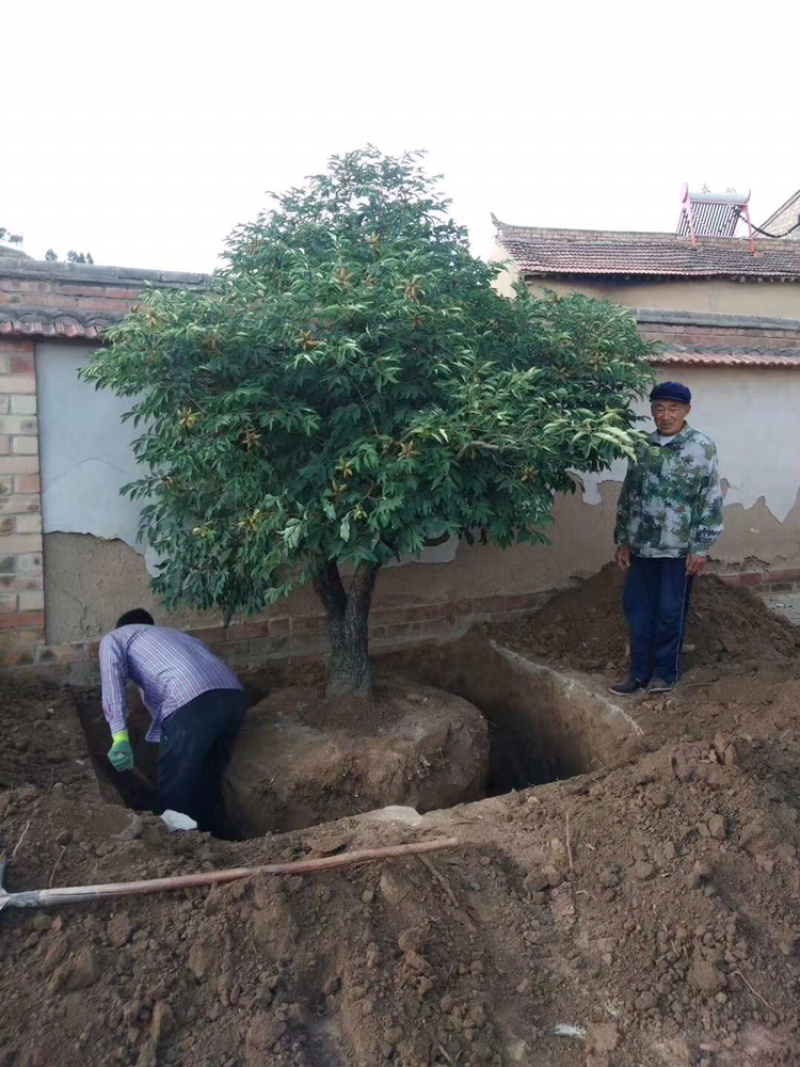 常年从事各类牡丹出售，红色，紫色深紫色，深蓝色，洛阳红，