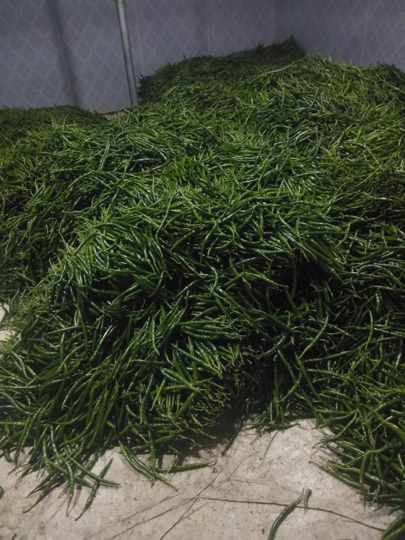 鲜辣椒红椒量大有冷库一条龙服务
