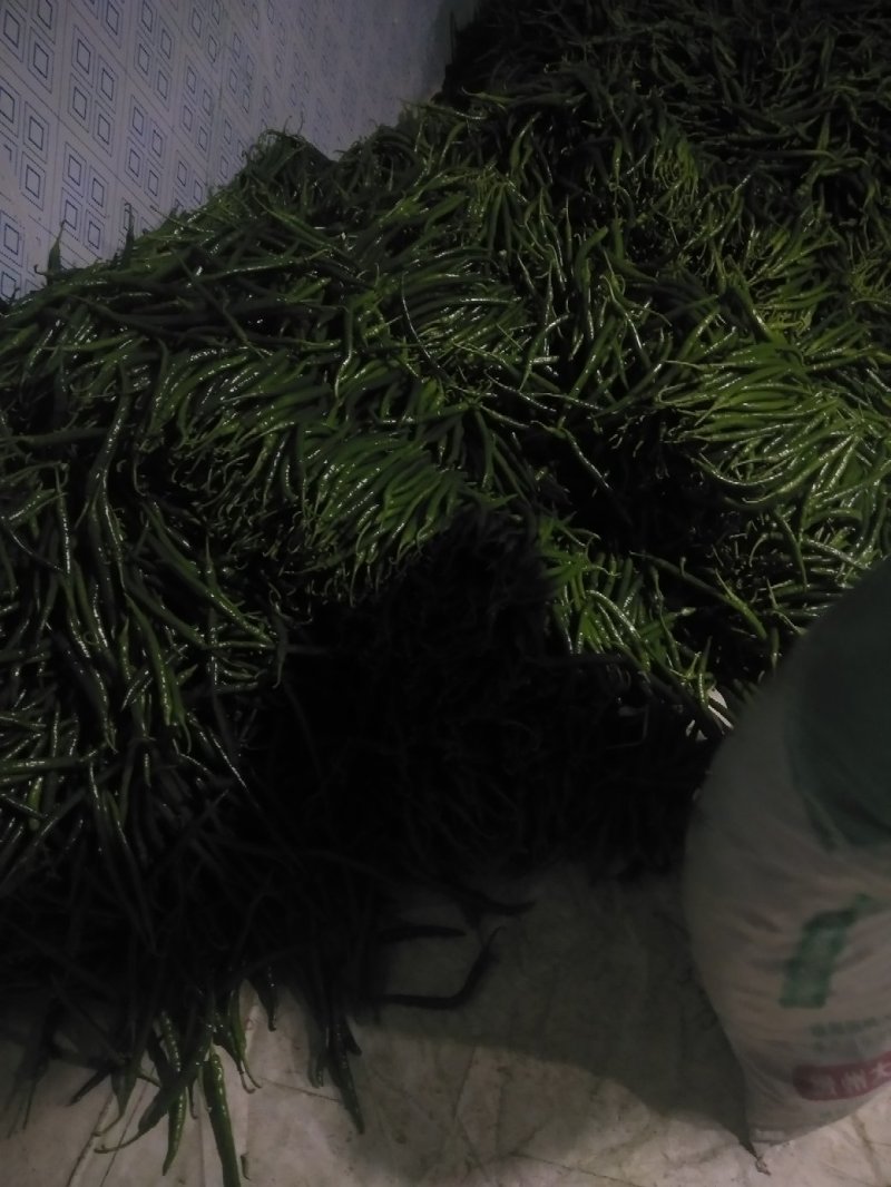 鲜辣椒红椒量大有冷库一条龙服务