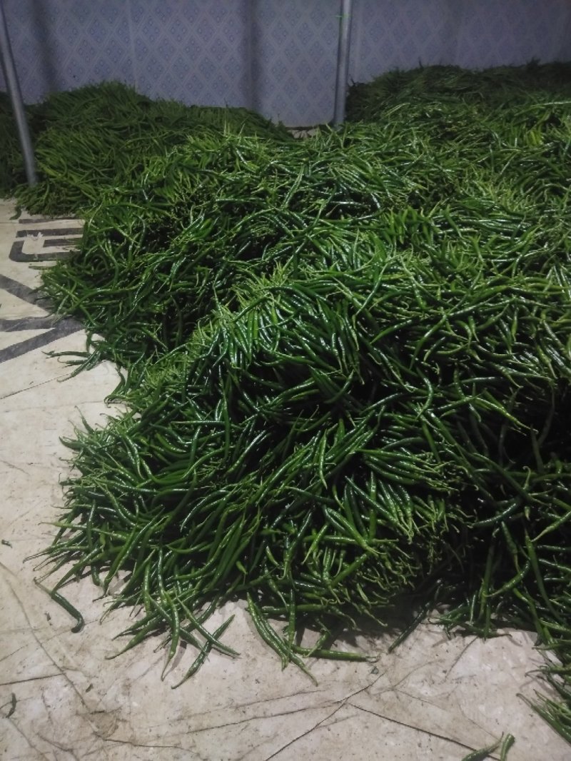 鲜辣椒红椒量大有冷库一条龙服务