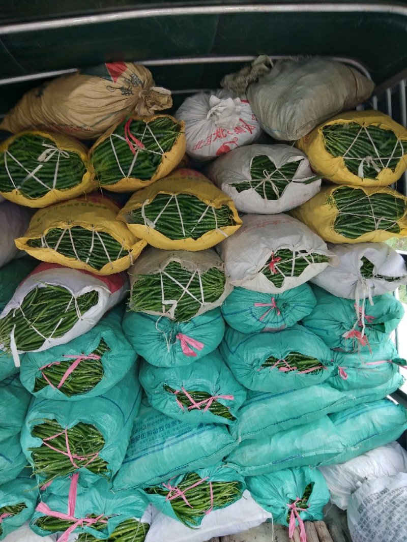 鲜辣椒红椒量大有冷库一条龙服务