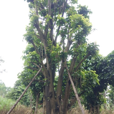 萍婆树六旺树风景园林树