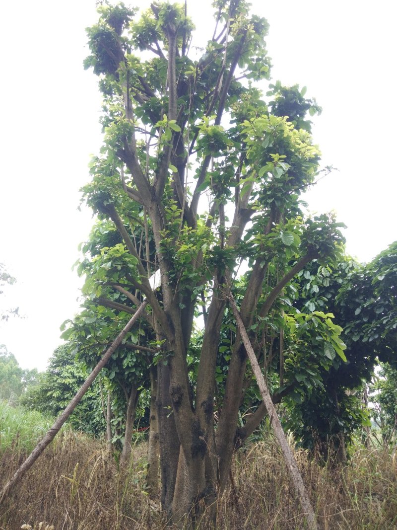 萍婆树六旺树风景园林树