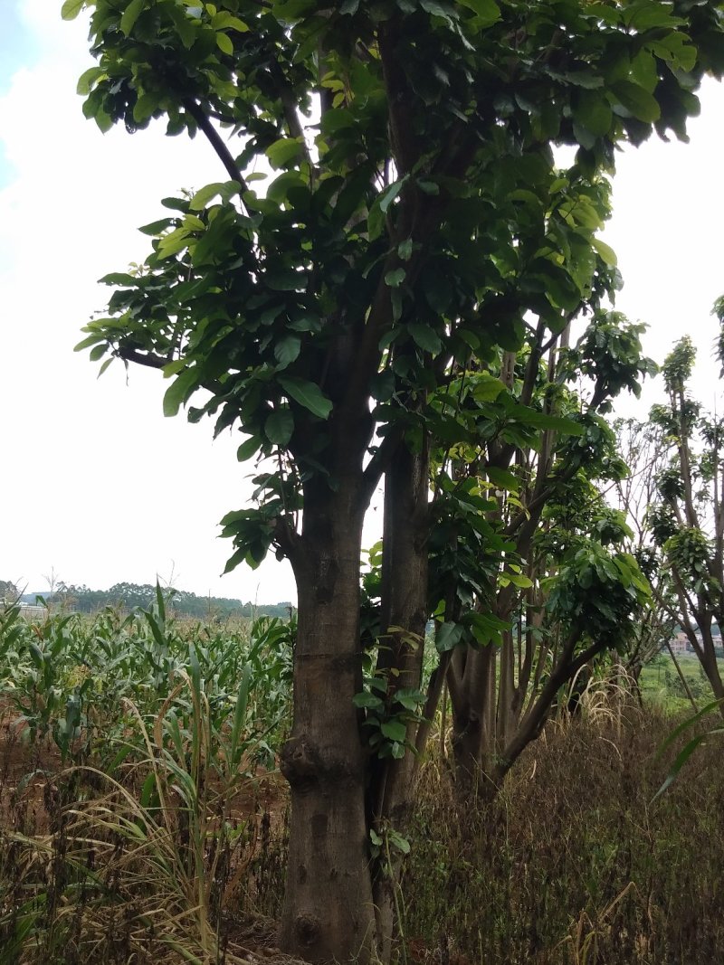 萍婆树六旺树风景园林树