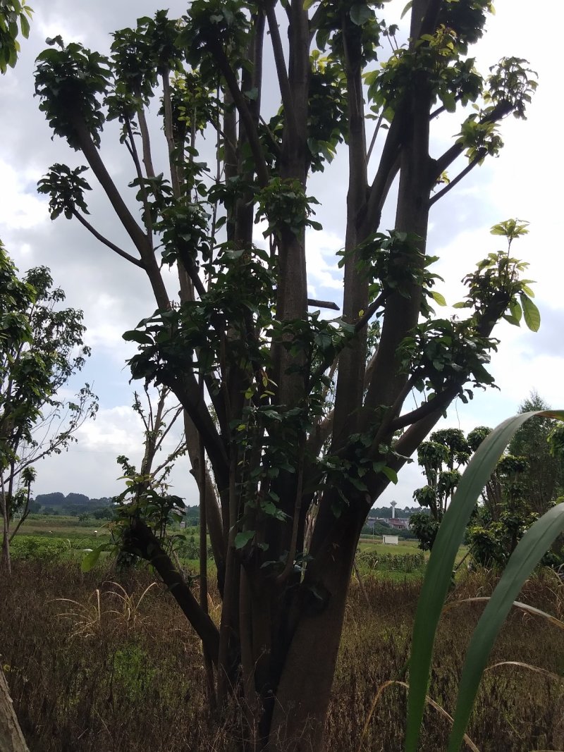 萍婆树六旺树风景园林树
