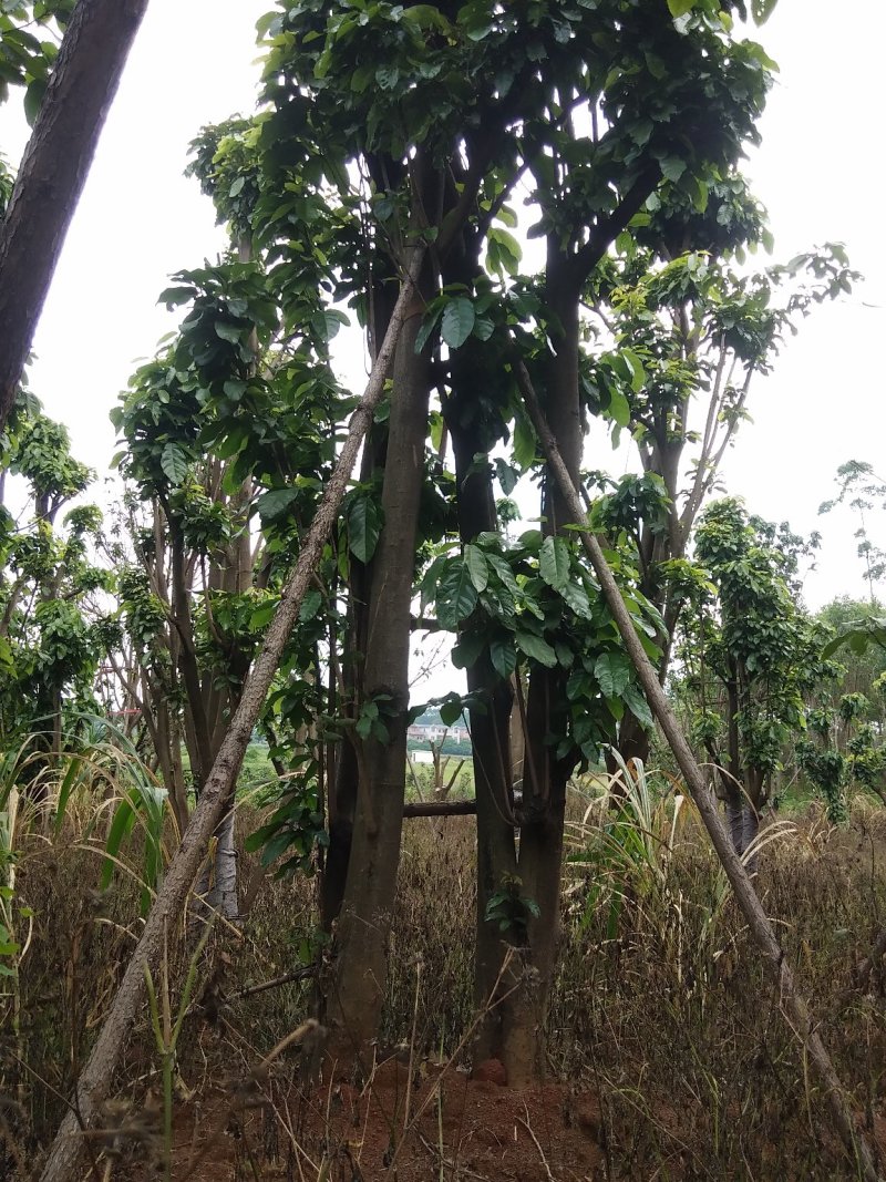 萍婆树六旺树风景园林树