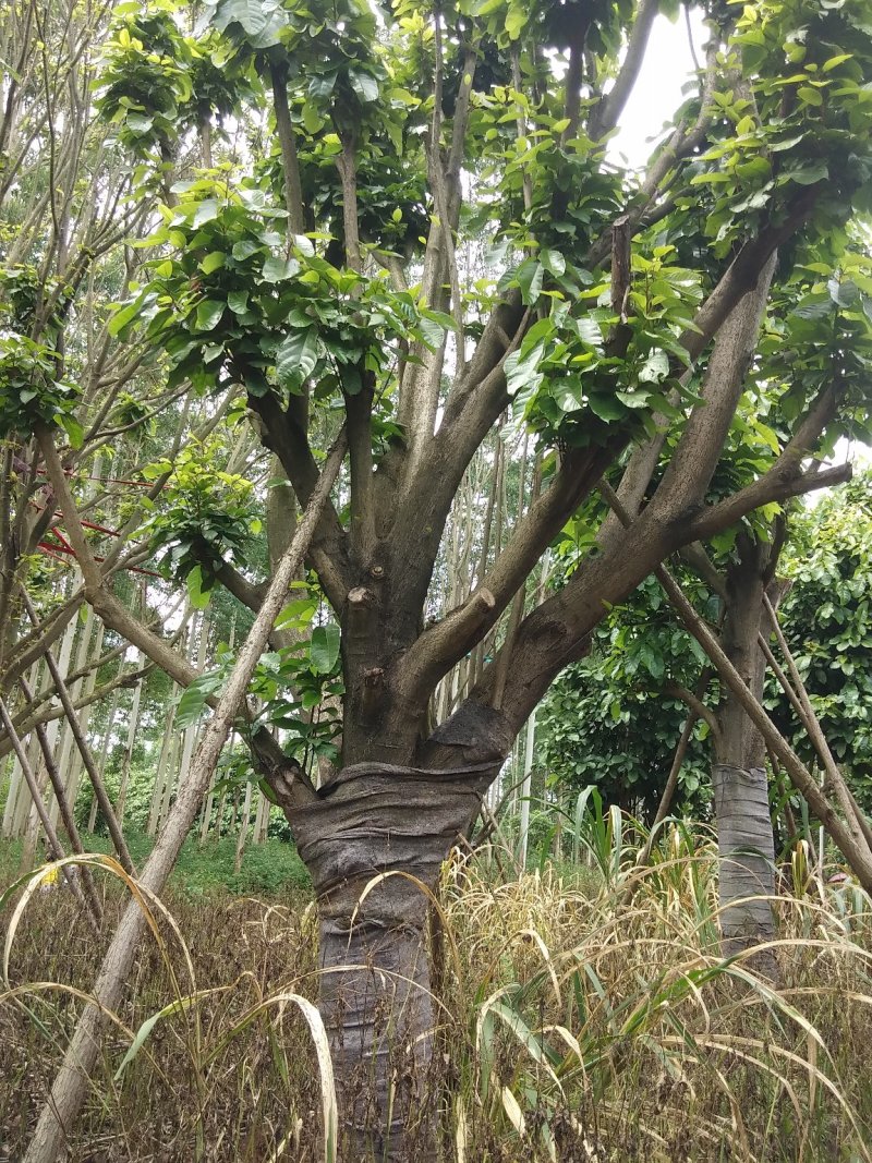 萍婆树六旺树风景园林树