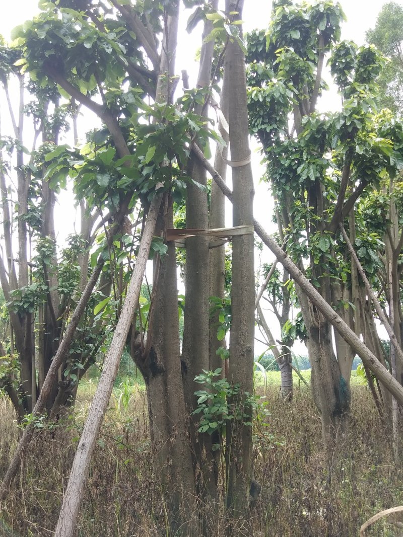 萍婆树六旺树风景园林树