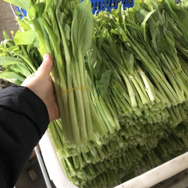 菜苔白红菜苔批发可实地考察欢迎客户前来咨询