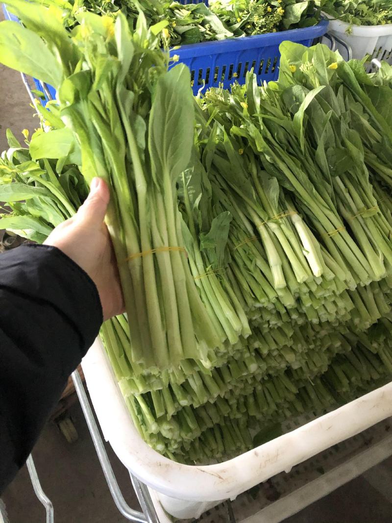 菜苔白红菜苔批发可实地考察欢迎客户前来咨询