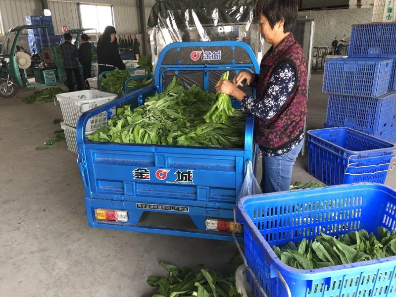 菜苔白红菜苔批发可实地考察欢迎客户前来咨询