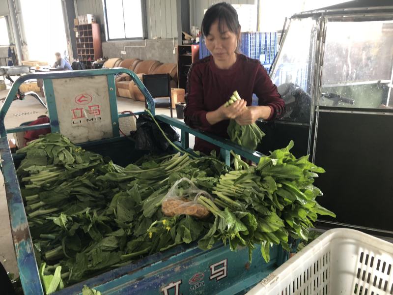 菜苔白红菜苔批发可实地考察欢迎客户前来咨询