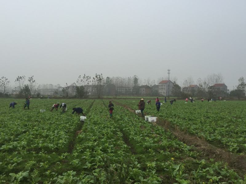 菜苔白红菜苔批发可实地考察欢迎客户前来咨询