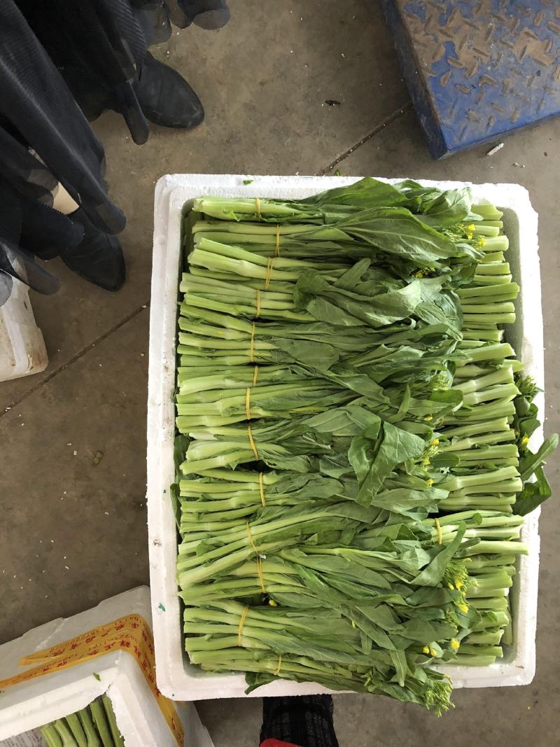 菜苔白红菜苔批发可实地考察欢迎客户前来咨询