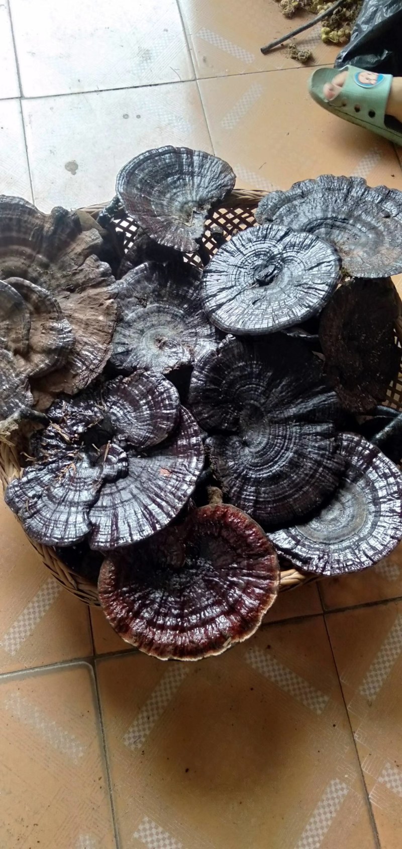 纯野生枫树灵芝