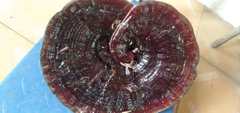 纯野生枫树灵芝