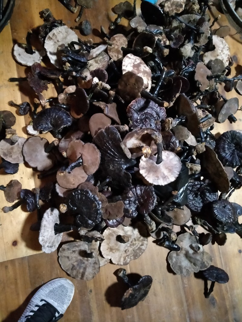 纯野生枫树灵芝