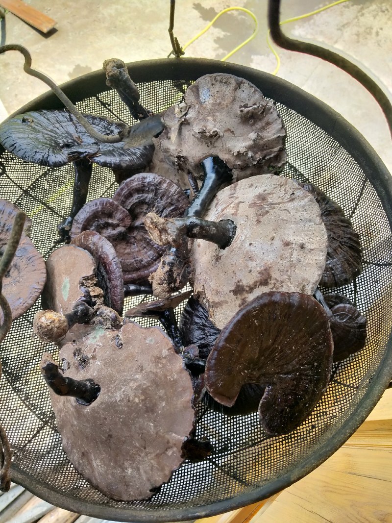 纯野生枫树灵芝