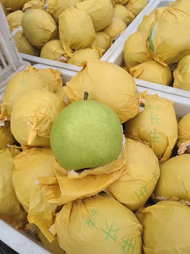 绿宝石梨皮薄肉厚口感脆甜产地直销优质供应商